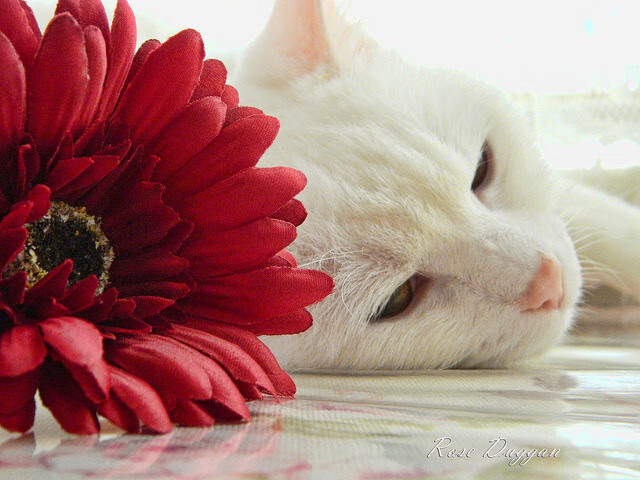 爱游戏体育（AYX）官方APP下载-瑞典队未来的世界之路：如何在国际乒坛继续崛起，瑞典队乒乓球