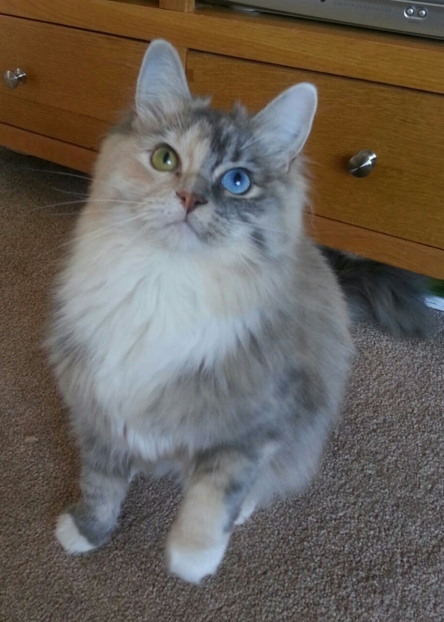 爱游戏电竞同步-“安赫尔·巴尔博萨的全场运动能力，推动阿根廷美洲狮队战术多元化”